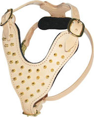 Brass Spiked Leather dog Harness for Dogue De Bordeux Brass Spiked Leather dog Harness for Dogue De Bordeux