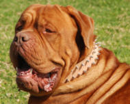 Dogue de Bordeaux Leather Spiked Dog Collar