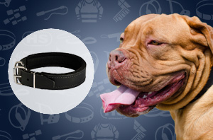 Dog collar