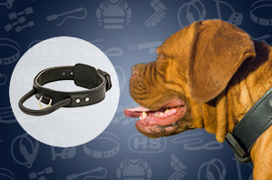 Dog Collar