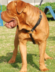 Dogue De Bordeaux Luxury handcrafted leather dog harness Dogue De Bordeaux Luxury handcrafted leather dog harness