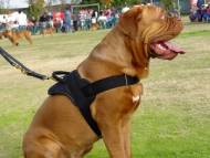 Nylon multi-purpose dog harness for tracking / pulling Nylon multi-purpose dog harness for tracking / pulling