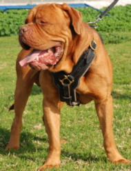 French Mastiff Exclusive Luxury Handcrafted Dog Leather Harness French Mastiff Exclusive Luxury Handcrafted Dog Leather Harness