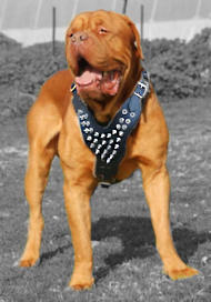Dogue De Bordeaux Spiked leather dog harnesses or Frenh Mastiff Dogue De Bordeaux Spiked leather dog harnesses or Frenh Mastiff