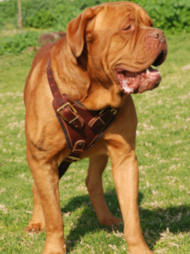 Bordeaux Bulldog Agitation/Protection Leather Dog Harness Bordeaux Bulldog Agitation/Protection Leather Dog Harness