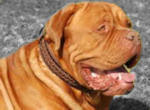 Leather dog collar for French mastiff,training leather dog collar,dog collar with handle,walking dog collars