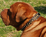 French Mastiff - 3 Rows Leather Spiked and Studded Dog Collar