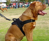 Nylon multi-purpose dog harness for tracking / pulling