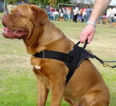 dog training supplies for french mastiff