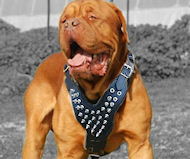 Dogue De Bordeaux Spiked leather dog harnesses or Frenh Mastiff
