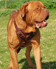 Bordeaux Bulldog Agitation/Protection Leather Dog Harness