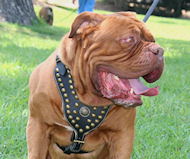 Royal Dog Harness - Exclusive Design Studded Leather Harness