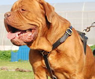 Luxury handcrafted leather dog harness - French mastiff harness