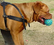 Tracking/Pulling Leather Dog Harness for Dogue De Bordeaux