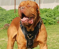Exclusive Luxury Handcrafted Padded Leather Dog Harness