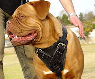 Protection Leather Dog Harness-Dogue de Bordeaux harness