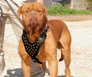 Dogue De Bordeaux Studded Walking dog harness-hand made harness