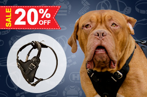 Leather Harness