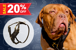 Leather Harness