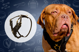 Dog Harness
