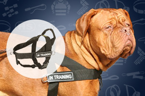Nylon Dog Harness