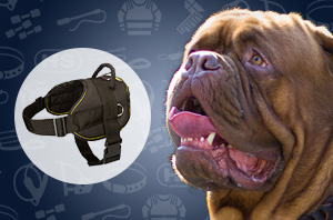 Dog Harness