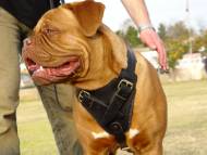 Protection Leather Dog Harness-Dogue de Bordeaux harness Protection Leather Dog Harness-Dogue de Bordeaux harness