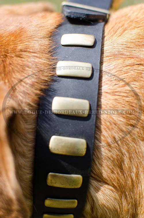 Durable Wide Leather Collar for French Mastiff with Narrow Plates Broadwise
