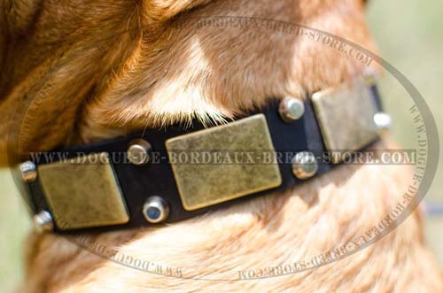 Durable Leather French Mastiff Collar with Plates and Studs