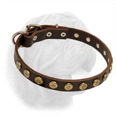Narrow Dog Collar for French Mastiff with Dotted Studs