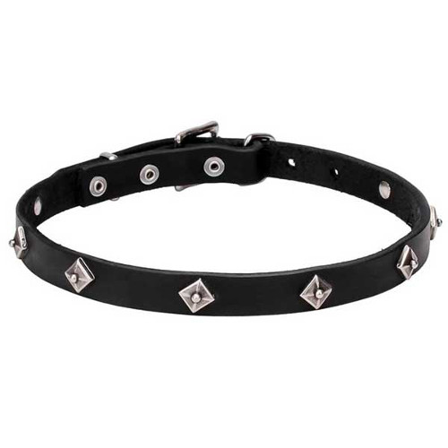 Leather dog collar decorated with studs