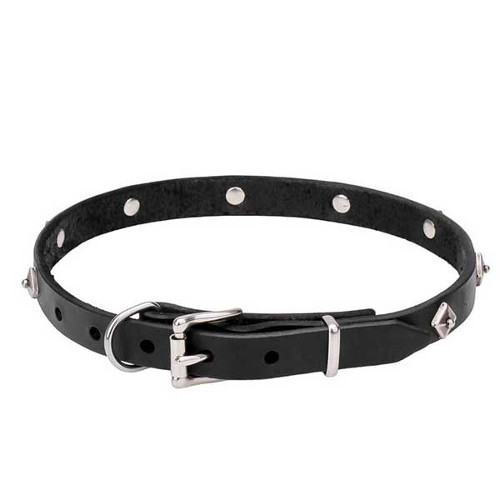 Dog collar with chrome plated buckle
