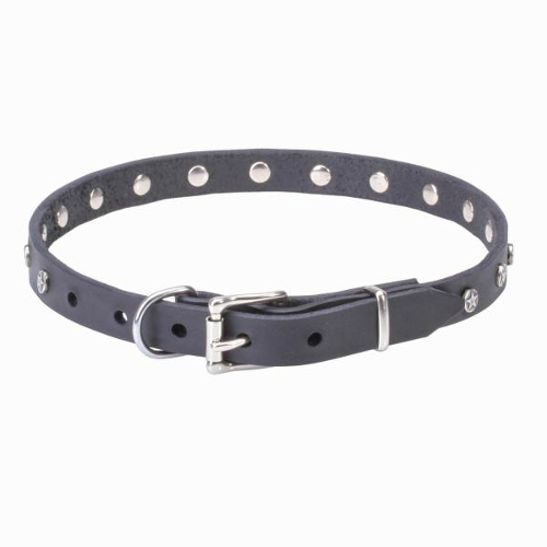 Durable leather dog collar with strong fittings