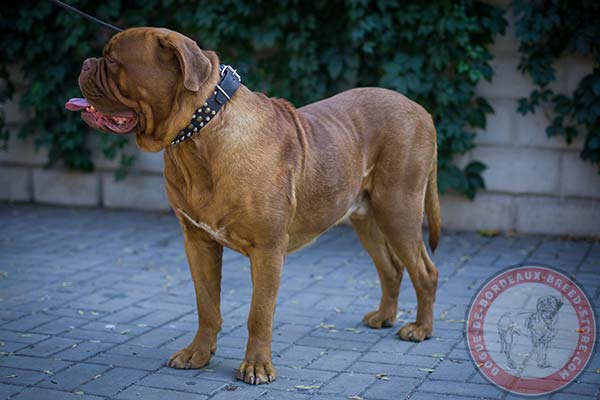 Dogue de Bordeaux collar with 2 rows of cones and 1 row of studs