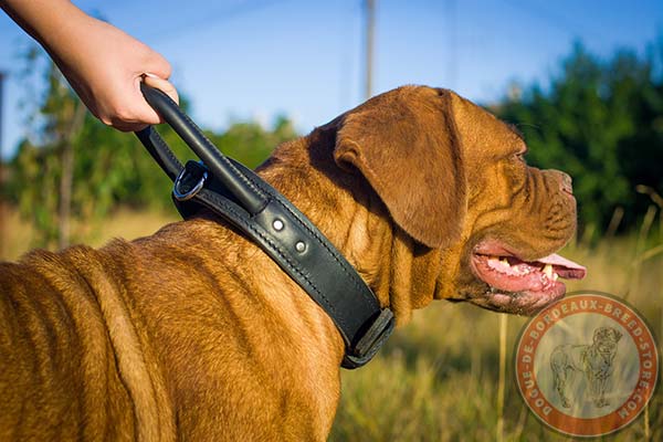 Dogue de Bordeaux collar for heavy duty training