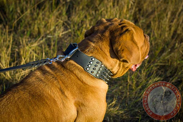 Dogue de Bordeaux collar with nickel plated D-ring