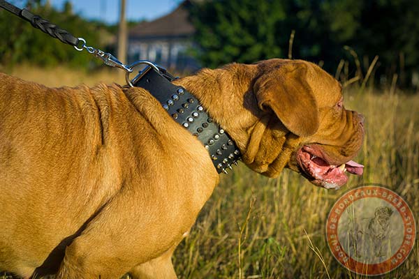 Dogue de Bordeaux collar adorned with spikes and pyramids