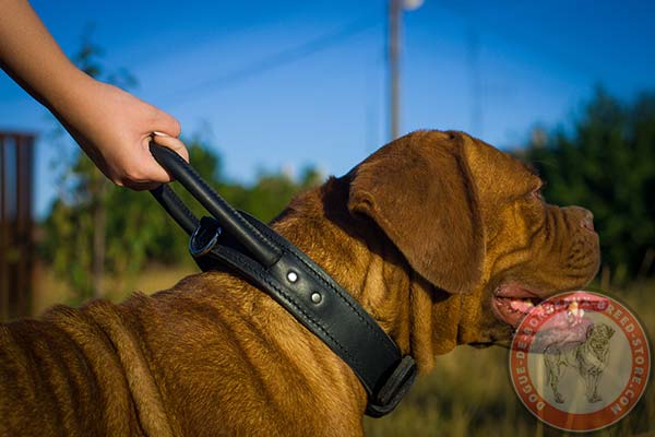 Dogue de Bordeaux black leather collar with rust-proof brass plated fittings for any activity