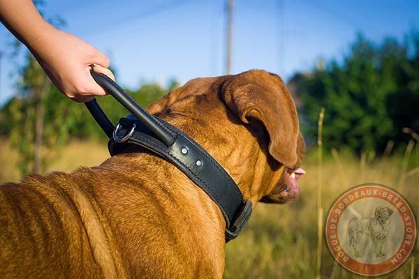 Dogue de Bordeaux black leather collar of genuine materials with handle for professional use