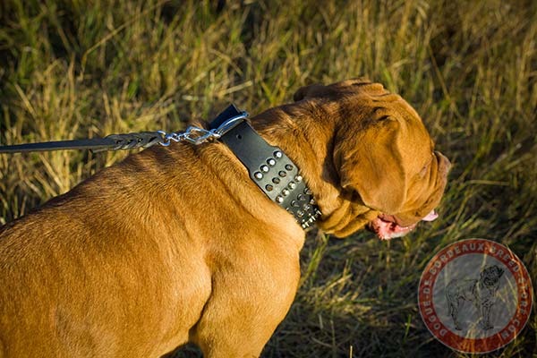 Dogue de Bordeaux black leather collar wide adorned with spikes and studs  for stylish walks