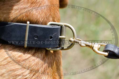 Plated Leather Collar For French Mastiff with Quality Hardware
