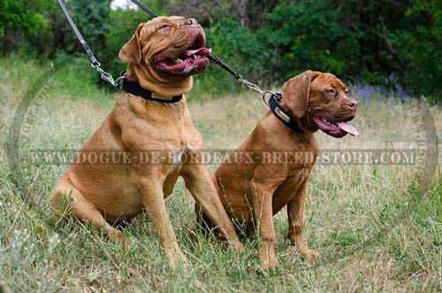 Durable Dogue de Bordeaux Breed Identification Collars with Steel Nickel Plated ID tags