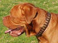 Gorgeous Wide Leather Dog Collar With Plates