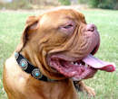 Leather collars