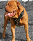dog training supplies for french mastiff