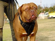 dog harness for dogue de bordeaux