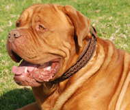 Dogue de Bordeaux Handcrafted Leather Dog Collar