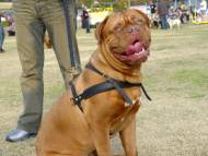 Tracking/Pulling Leather Dog Harness for Dogue De Bordeaux