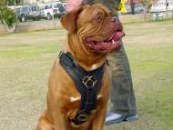 Exclusive Luxury Handcrafted Padded Leather Dog Harness Exclusive Luxury Handcrafted Padded Leather Dog Harness