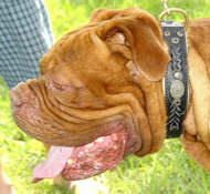 Royal Nappa Padded Hand Made Leather Dog Collar